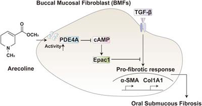 Arecoline Enhances Phosphodiesterase 4A Activity to Promote Transforming Growth Factor-β-Induced Buccal Mucosal Fibroblast Activation via cAMP-Epac1 Signaling Pathway